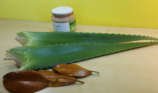 foglie di aloe arborescens miller