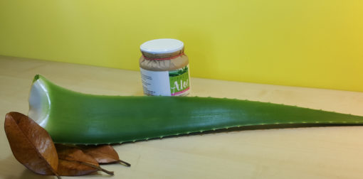 Foglie di Aloe Vera - Vendita - Acquista ora le sue proprietà curative - Pianeta Aloe